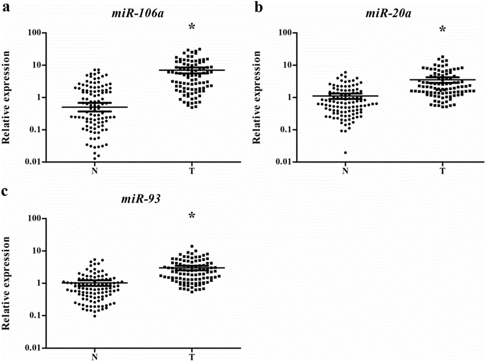 Serum miRNA marker related to auxiliary diagnosis for squamous lung cell carcinoma and application thereof