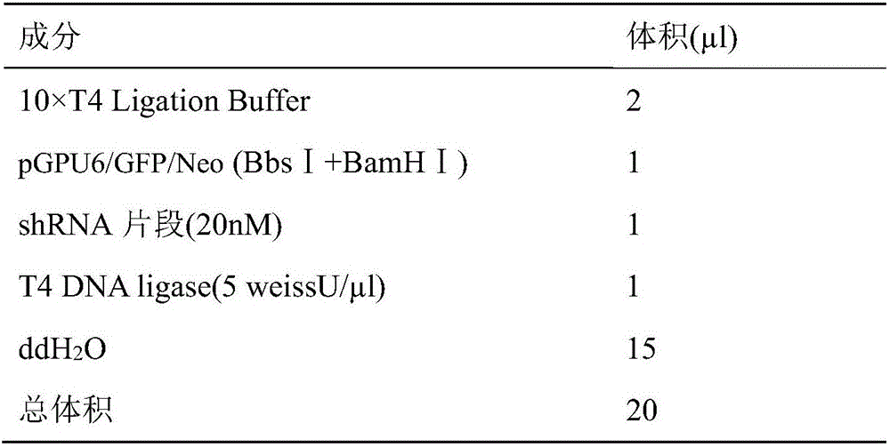 siRNA for inhibition of microorganism drug resistance and application of same