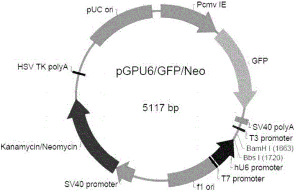 siRNA for inhibition of microorganism drug resistance and application of same