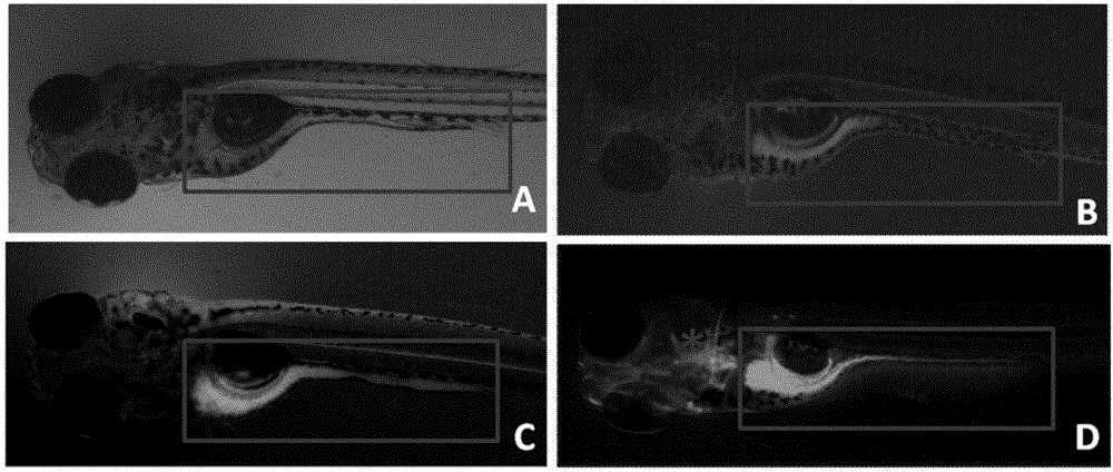 Method for marking gastrointestinal tract of zebra fish with calcein