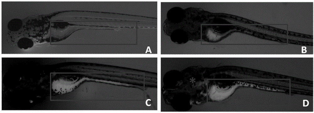 Method for marking gastrointestinal tract of zebra fish with calcein