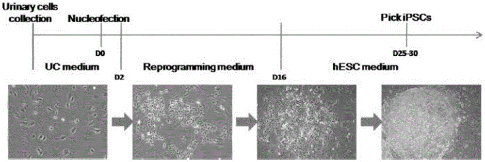 Method for constructing cartilage tissues by aid of human urine cells