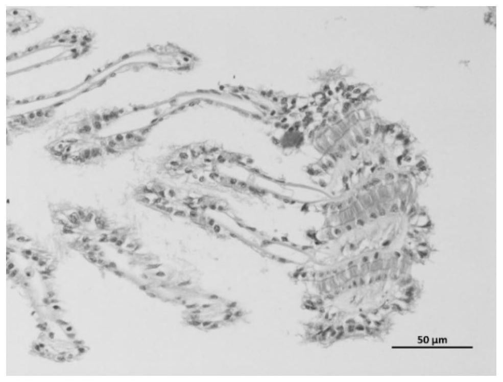 Method for judging low-temperature injury degree of chlamys nobilis