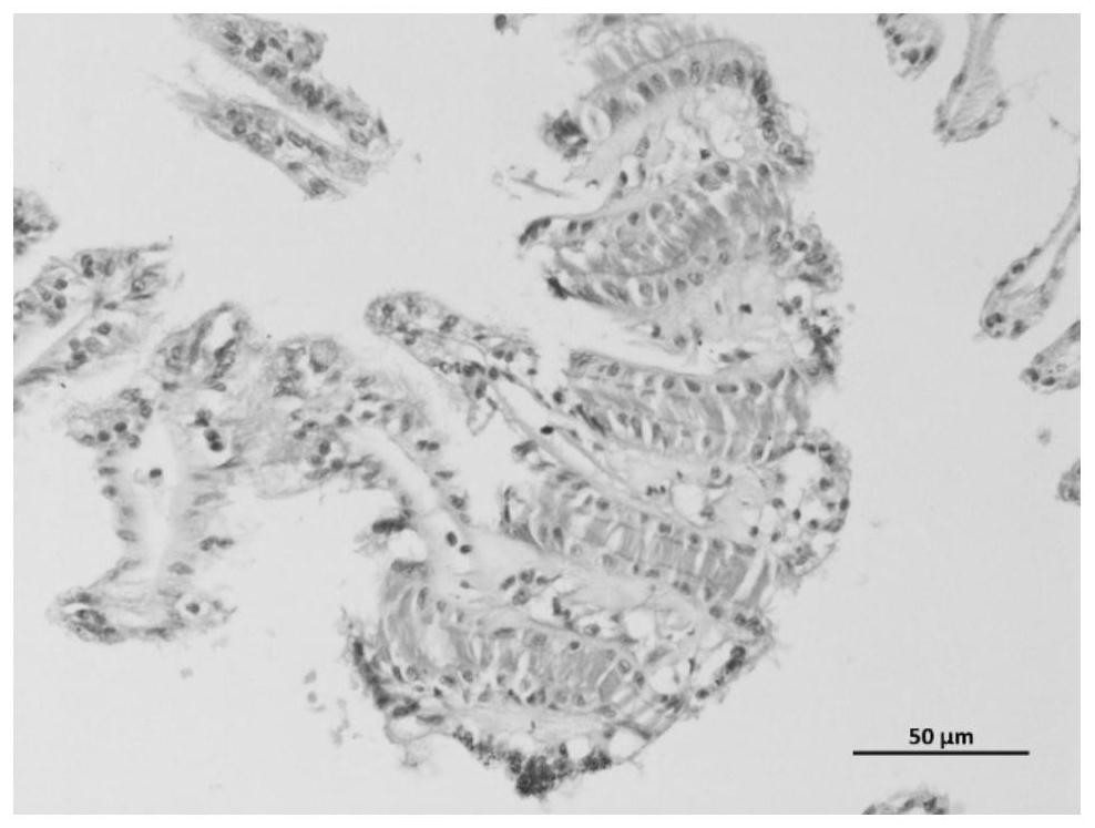 Method for judging low-temperature injury degree of chlamys nobilis