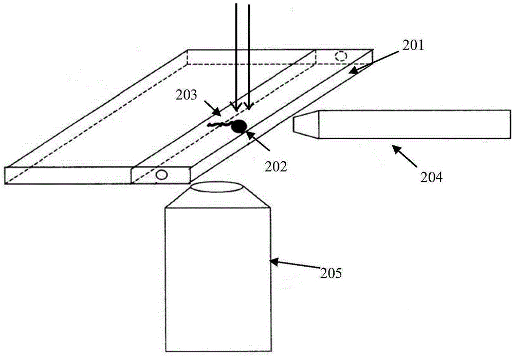 Biological single molecule manipulation detection system based on lateral magnetic tweezer, and corresponding capillary tube thereof