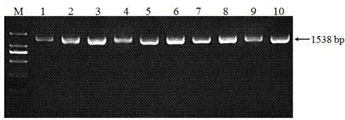 Molecular marker related to yellow chicken feather and application of molecular marker