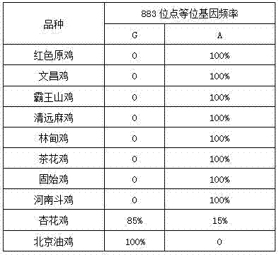 Molecular marker related to yellow chicken feather and application of molecular marker