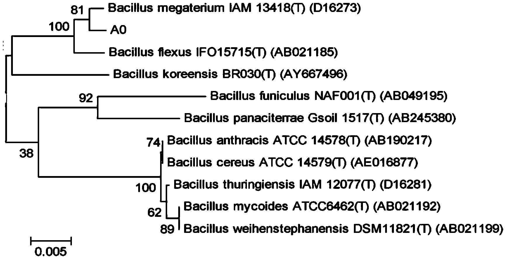 Bacillus megaterium capable of dissolving microcystis aeruginosa and application thereof