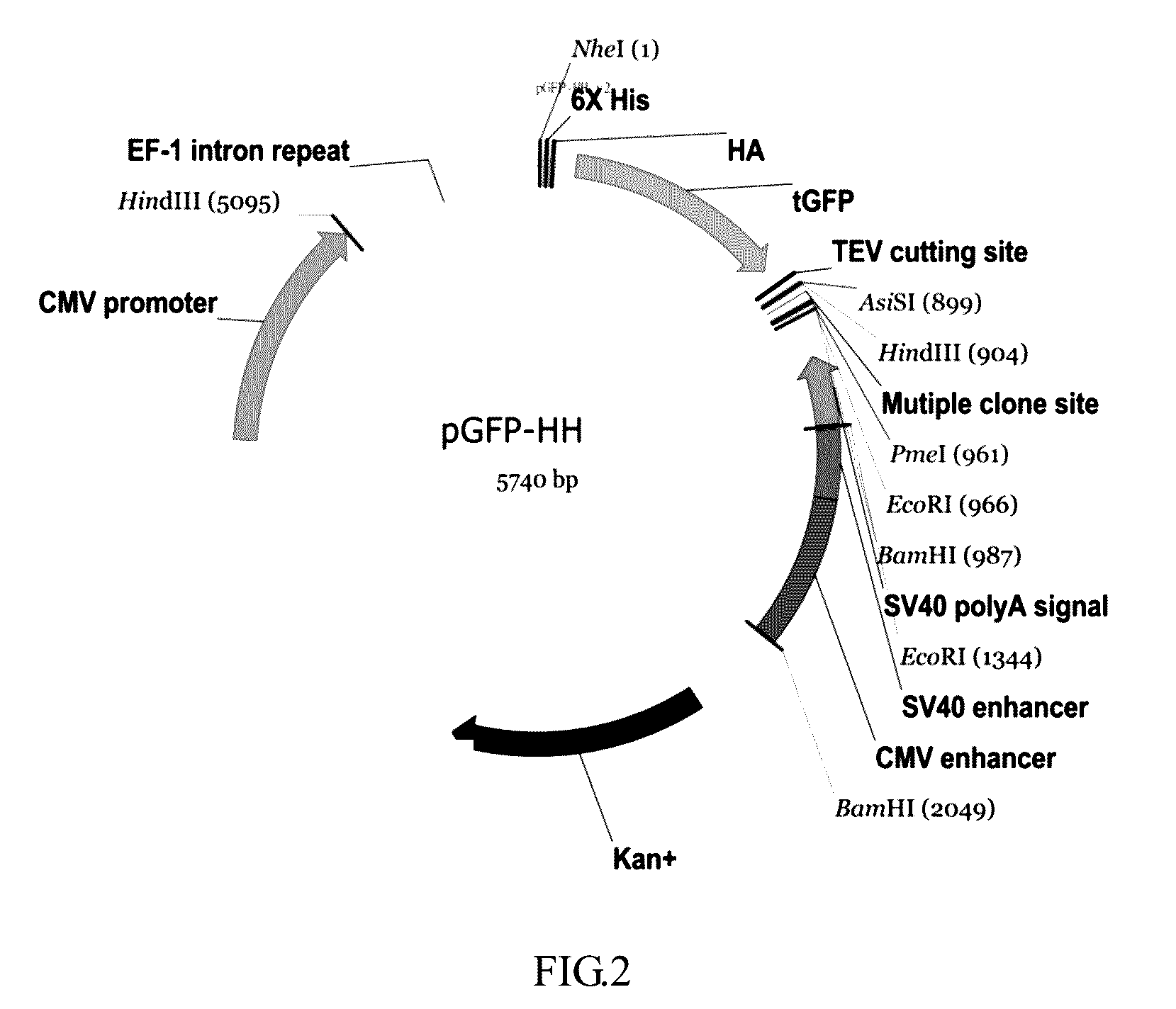 Nucleic acid sequence segment for enhancing protein expression