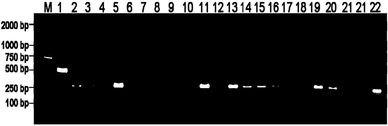 InDel molecular marker realizing coseparation with rice xanthomonas oryzae resistant gene xa34(t) as well as detection primers and applications of InDel molecular marker
