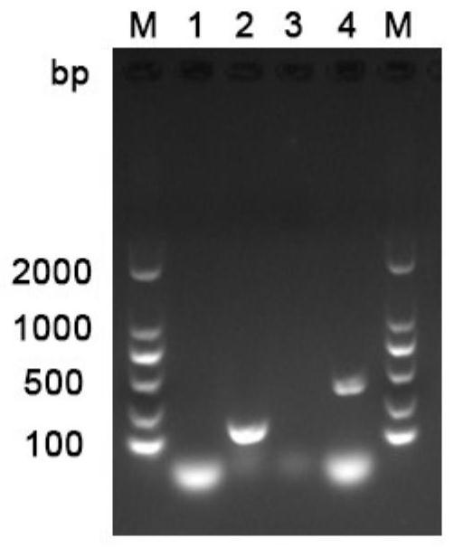 Bovine viral diarrhea virus BVDV-BJ175170 and application thereof