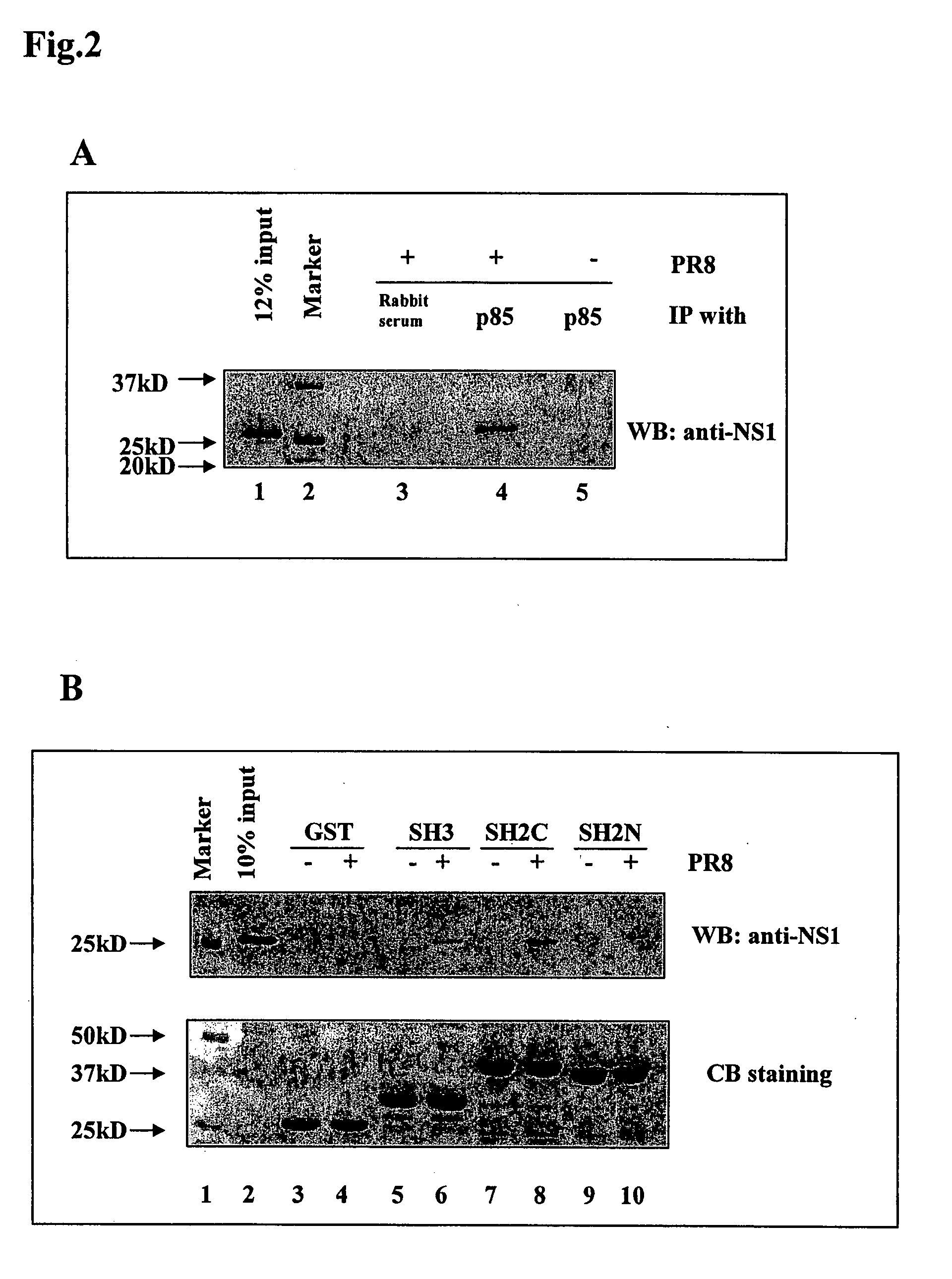 Attenuated influenza NS1 variants
