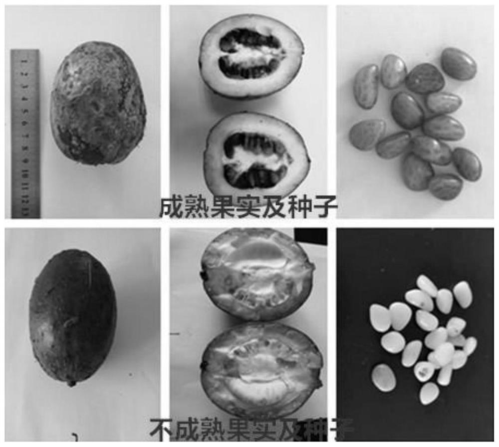 A method for rapid and efficient germination of rare and endangered plant Akane baoshansi