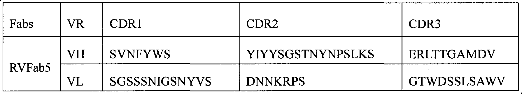 Humanized neutralizing antibody (RVFab5) against rabies virus glycoprotein