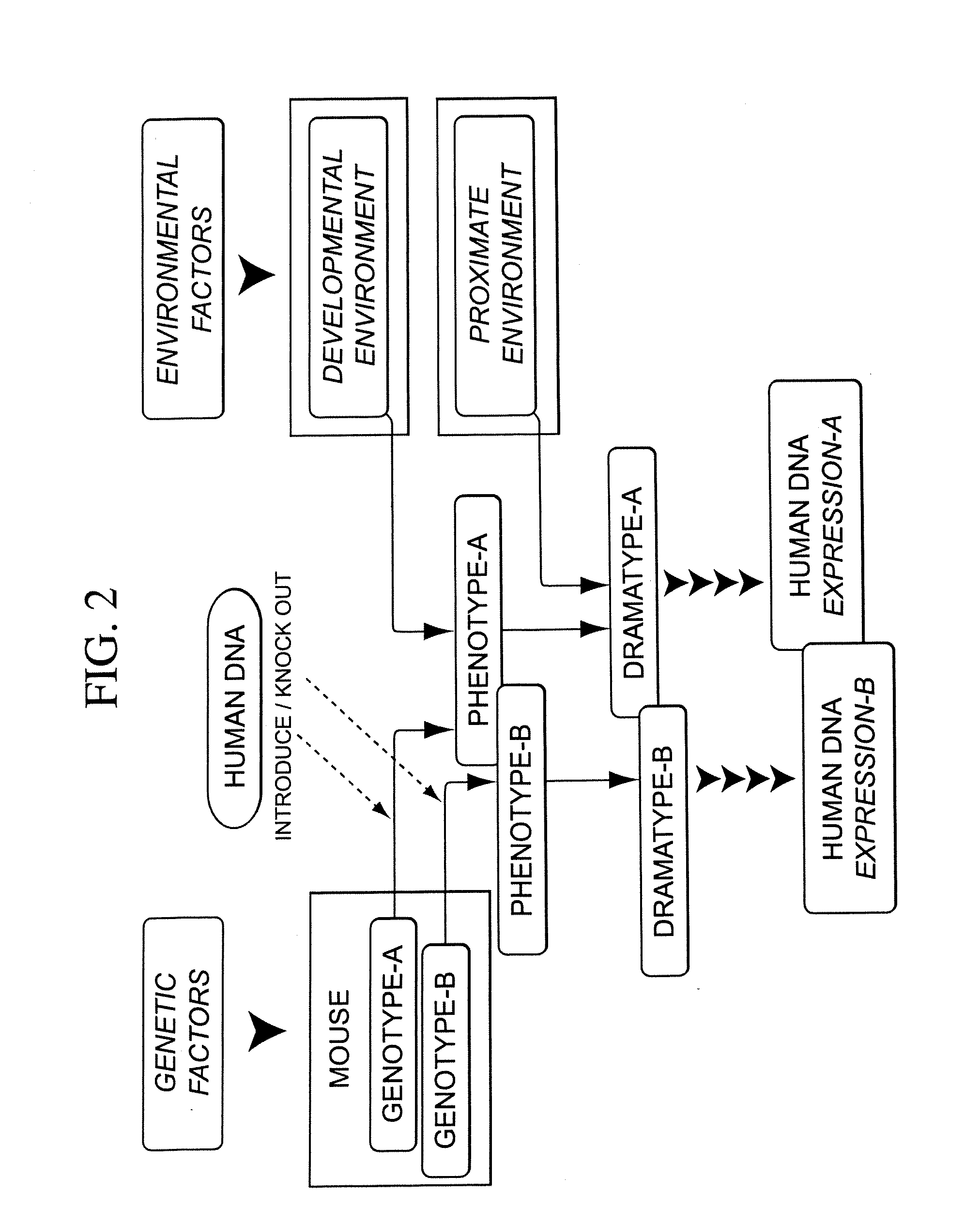 Methods for developing animal models