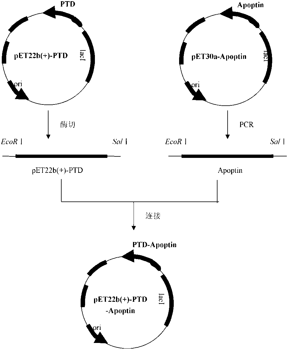 Construction method for prokaryotic secretory expression vector of protein transduction domain-Apoptin (PTD-Apoptin) fusion protein and application of prokaryotic secretory expression vector