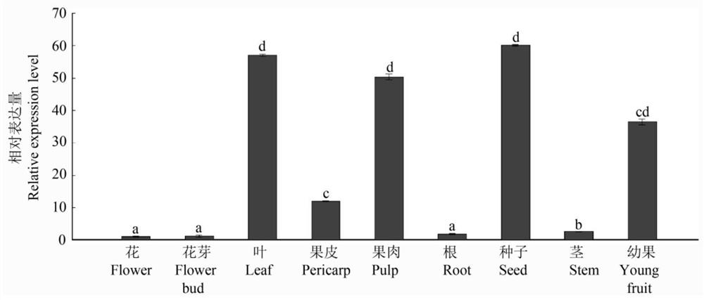 Longan gene DlGRAS34, protein and application of longan gene DlGRAS34 and protein in regulating and controlling flowering of plants