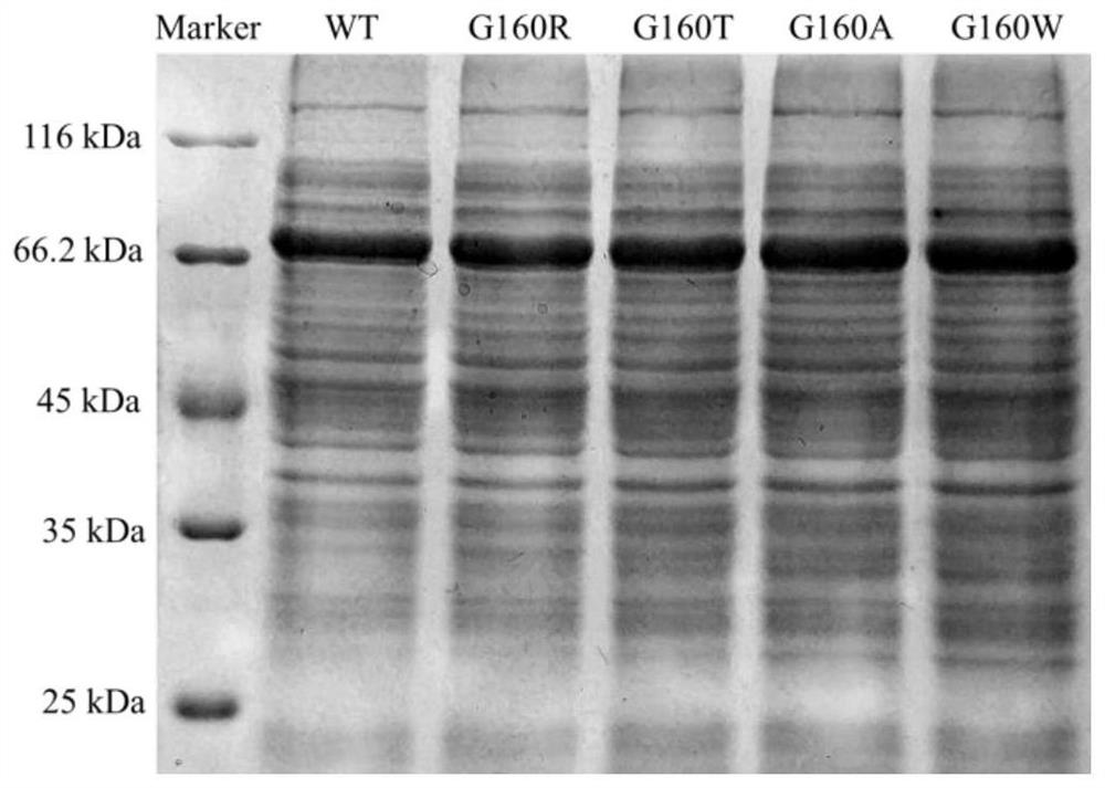 Starch branching enzyme mutant with improved catalytic activity and application thereof