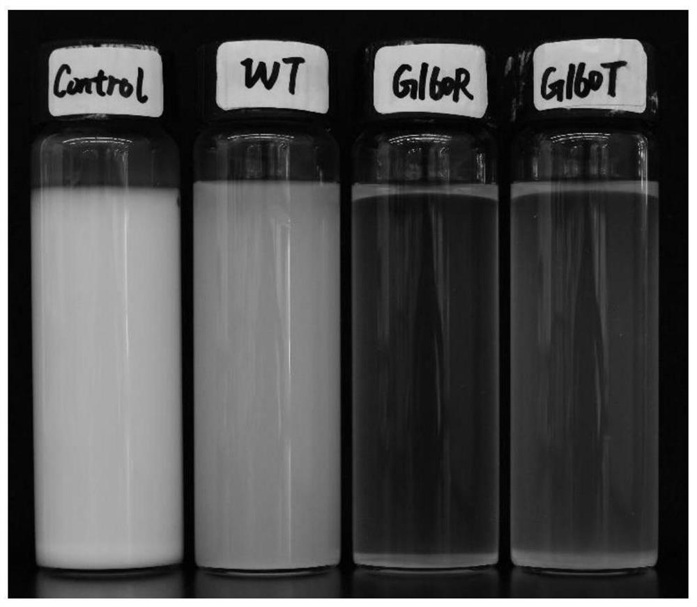 Starch branching enzyme mutant with improved catalytic activity and application thereof