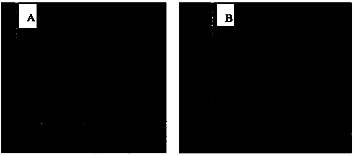 A photoresist, a preparation method and application thereof, and a photolithography method