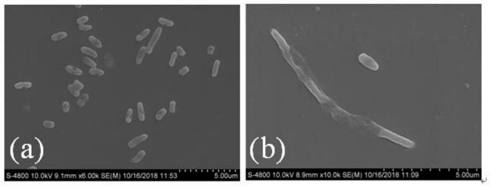 Preparation method of antibacterial and bactericidal functional surface