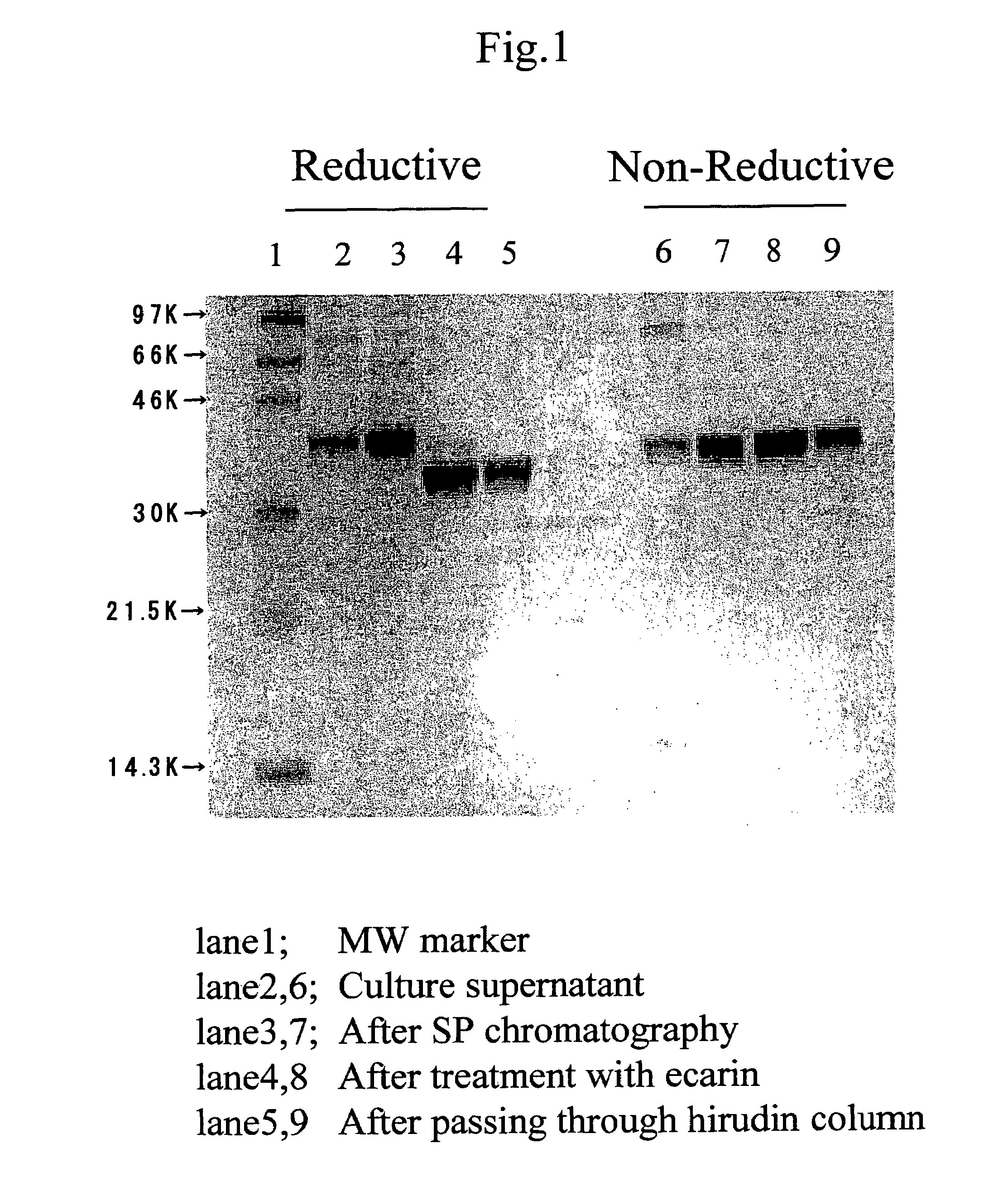Process for producing human thrombin by gene modification technique