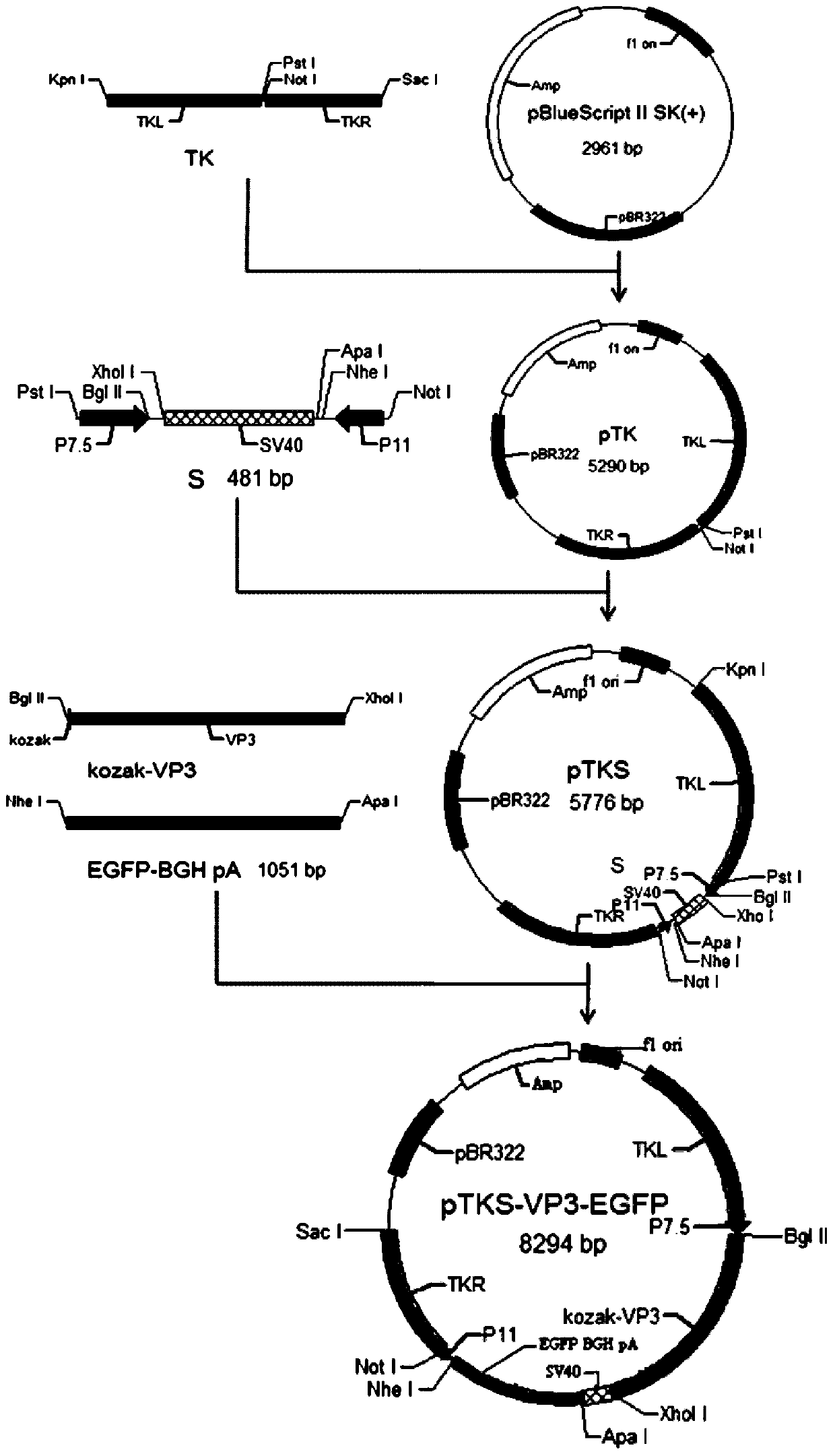 A kind of muscovy duck parvovirus VP3 gene recombinant fowlpox virus transfer vector and its construction method