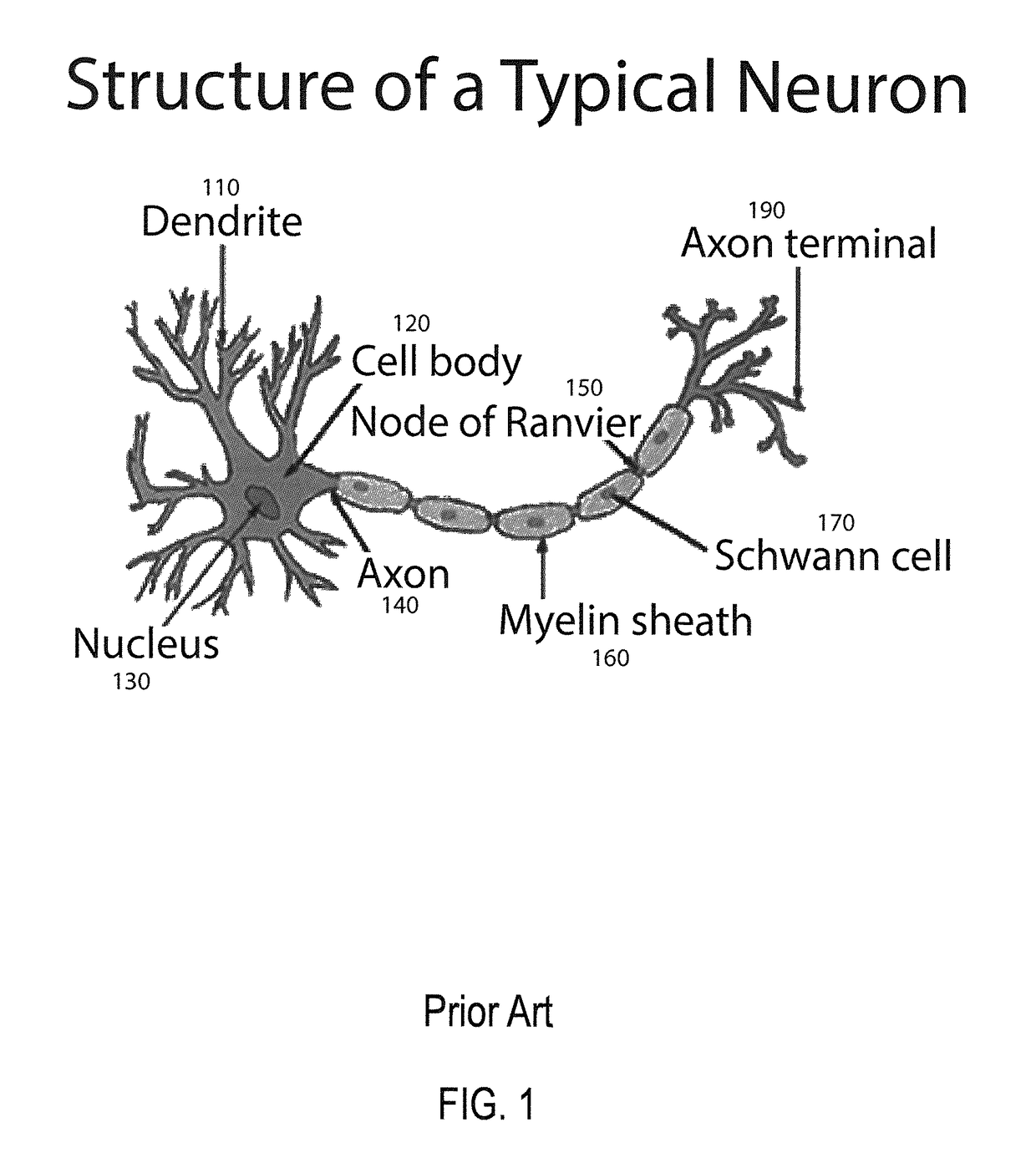 Method and apparatus for constructing a neuroscience-inspired artificial neural network with visualization of neural pathways