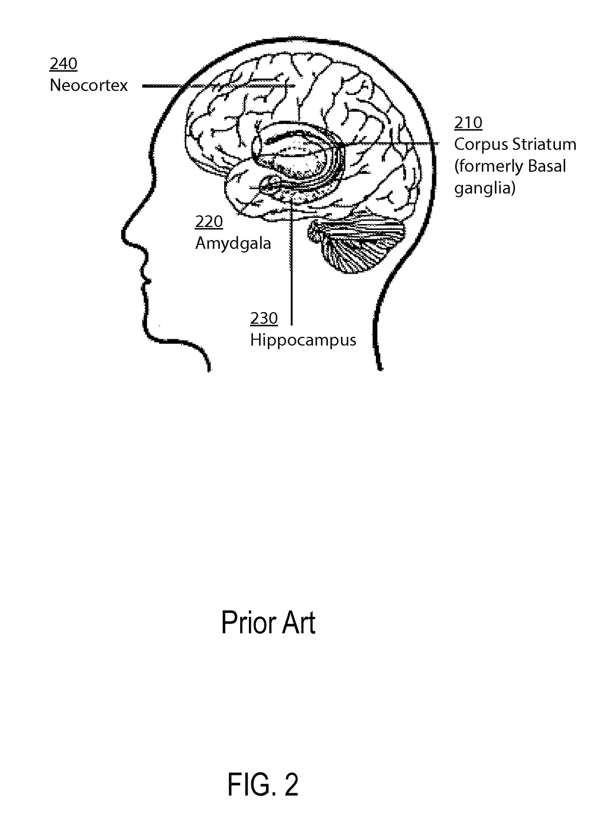 Method and apparatus for constructing a neuroscience-inspired artificial neural network with visualization of neural pathways