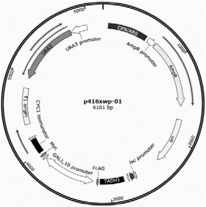 Method for improving isoprene synthesis capability of saccharomyces cerevisiae