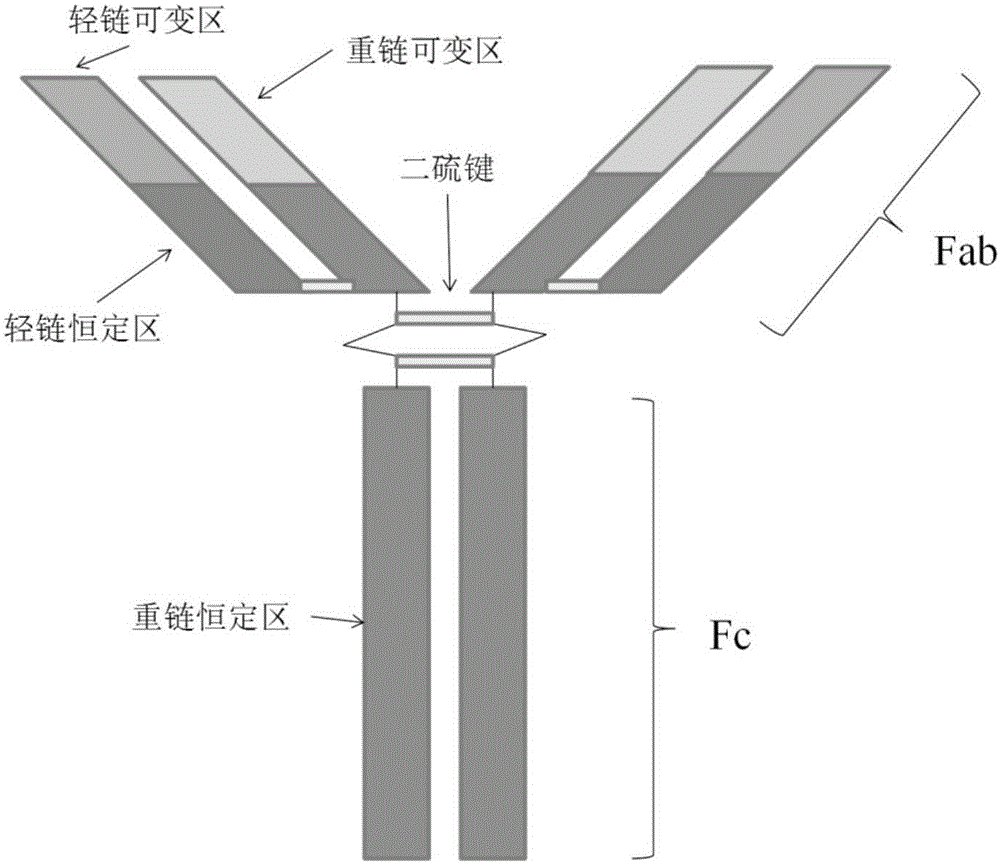 Method for determining antibody amino acid sequence in blood