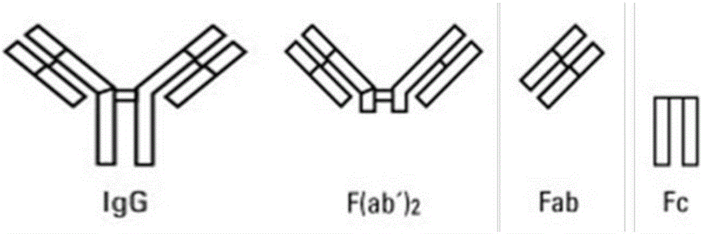 Method for determining antibody amino acid sequence in blood