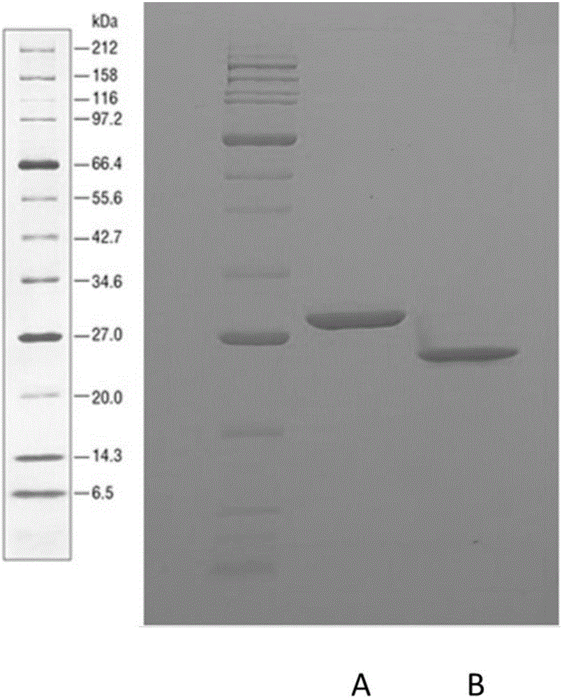 Method for determining antibody amino acid sequence in blood