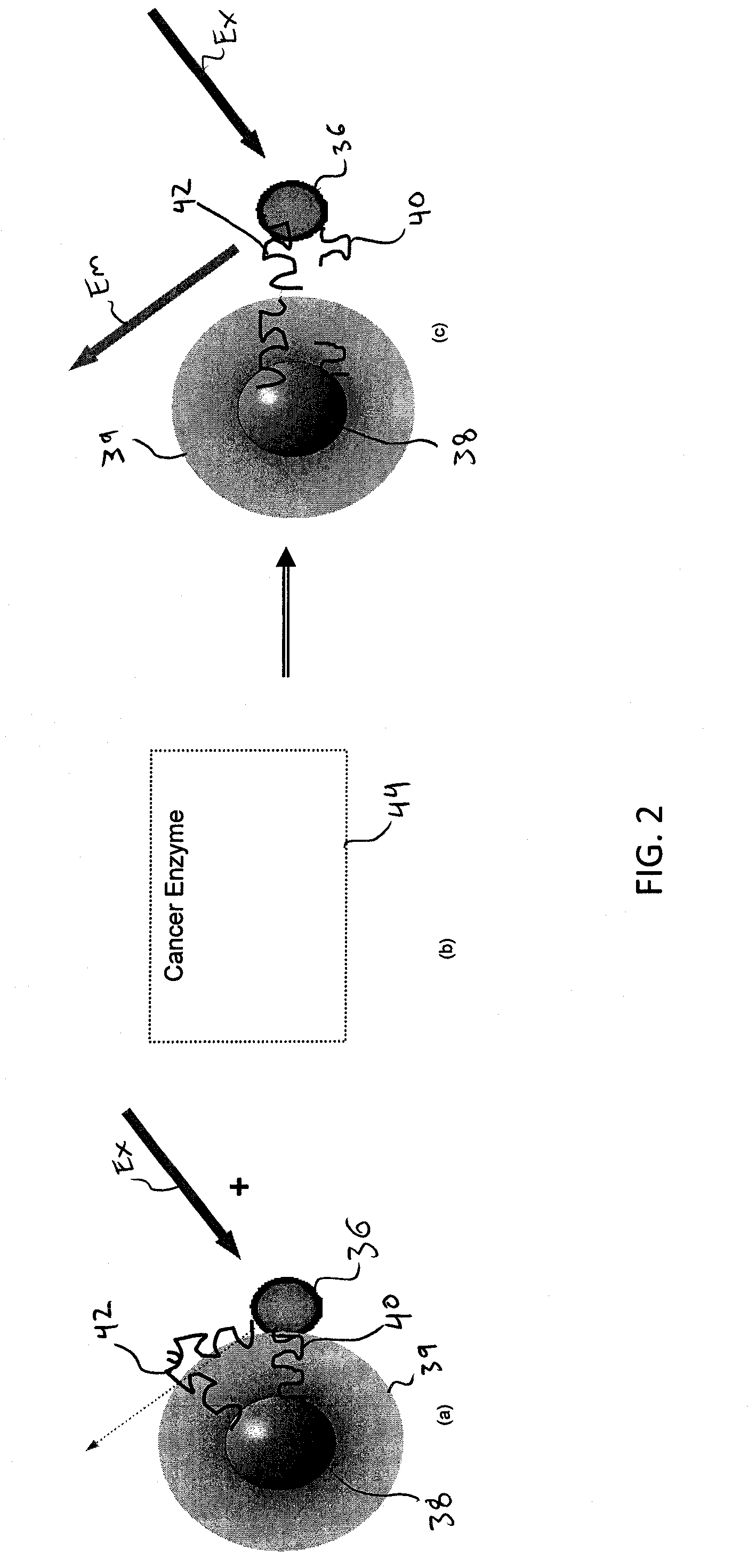 Site specific fluorescence and contrast marker for same