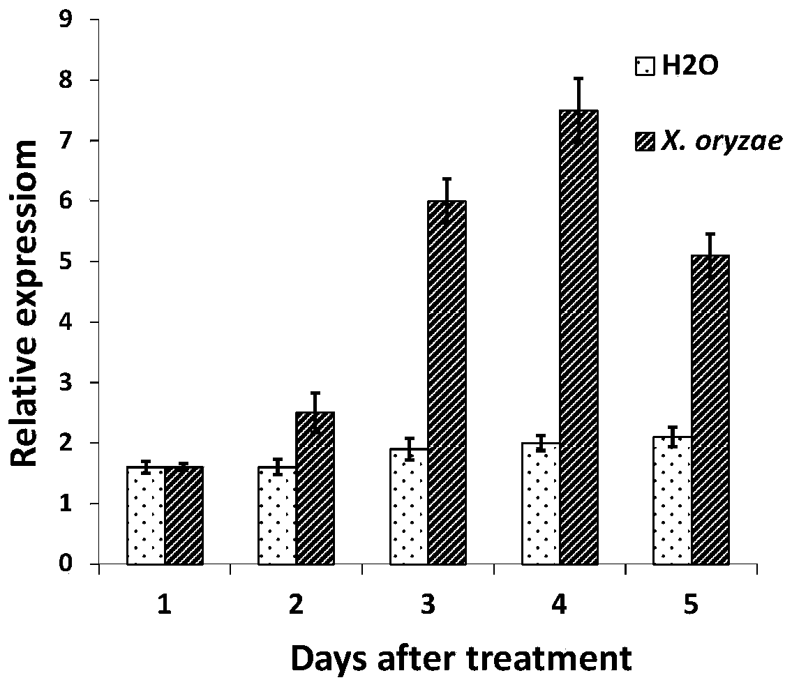 Application of gene osprx30 related to bacterial blight resistance