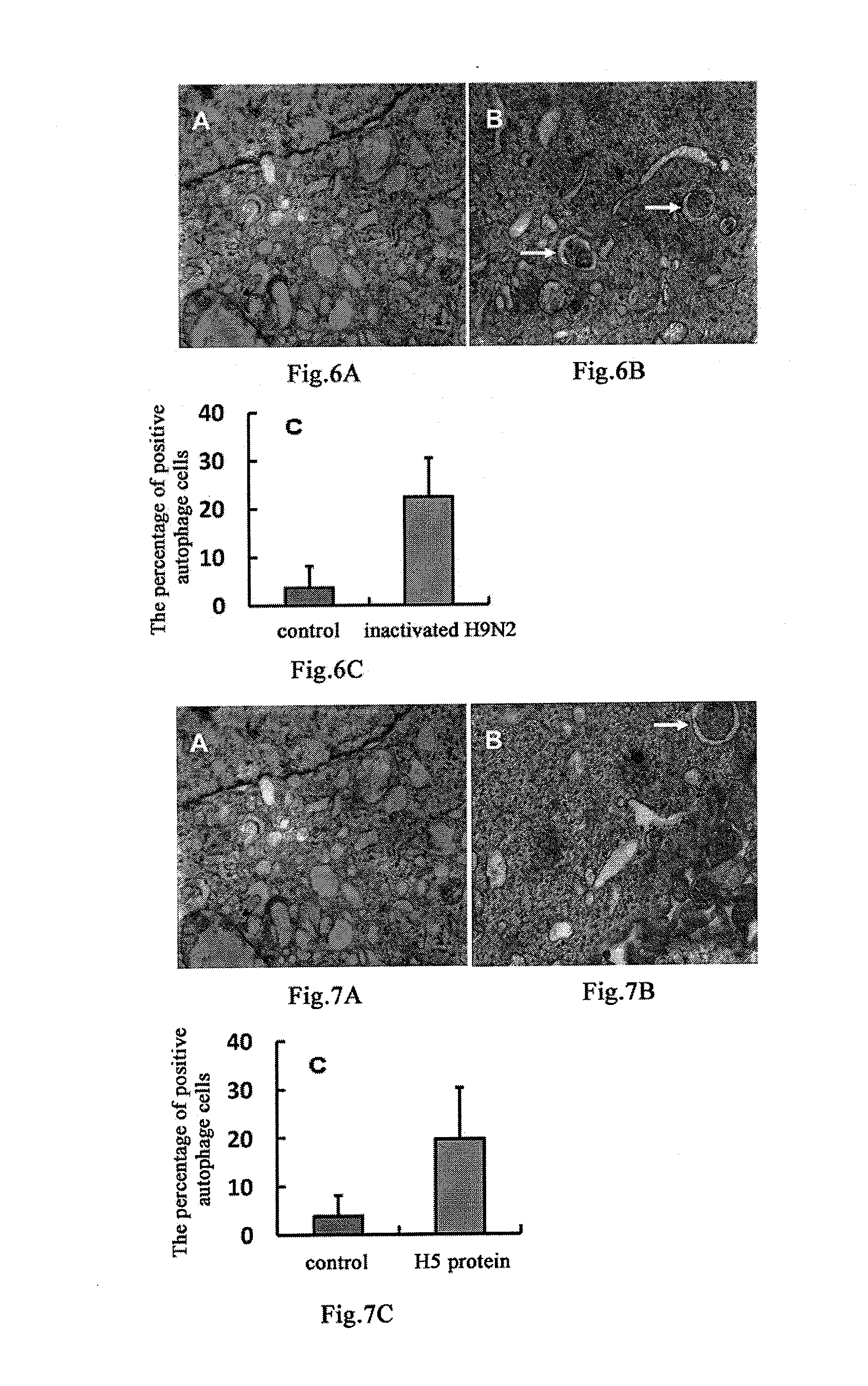Use of cell autophagy (type ii cell apoptosis) inhibitors