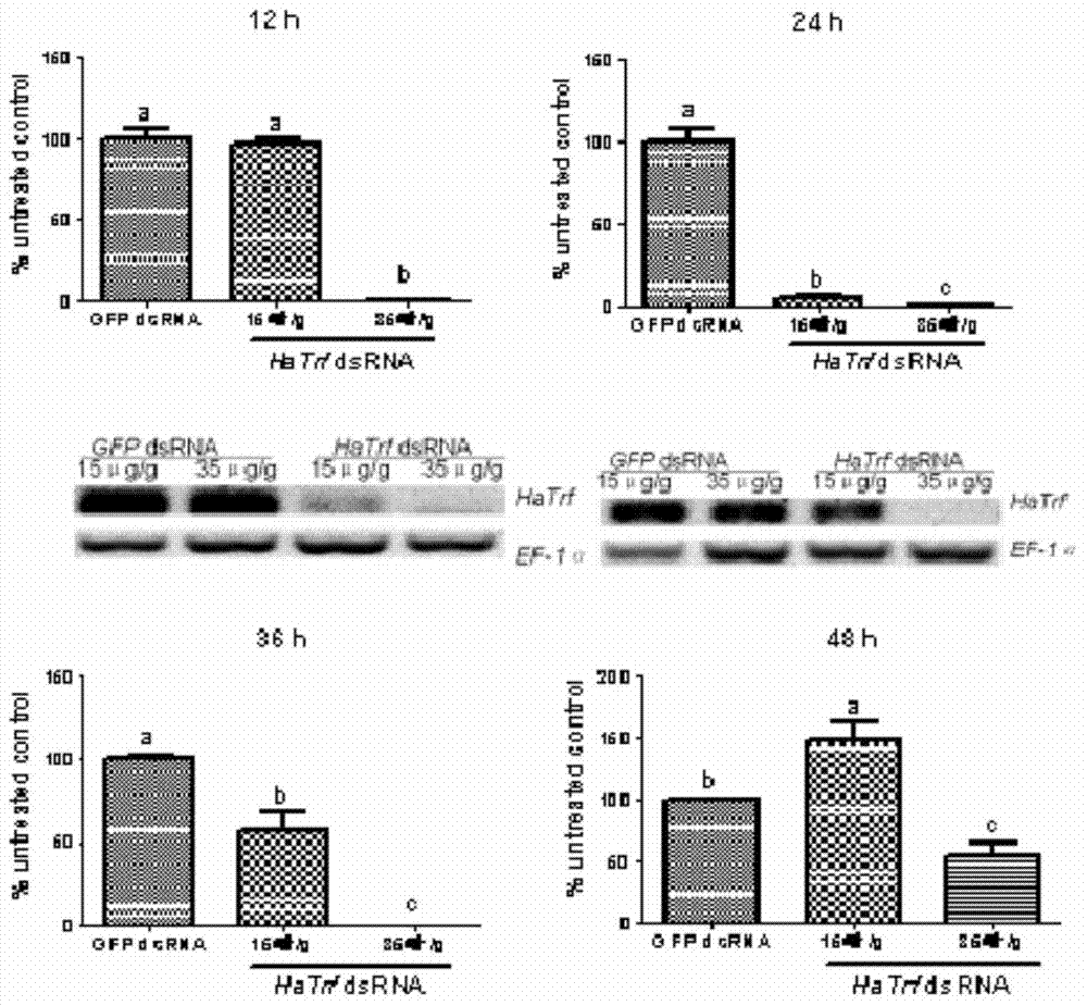 Cotton bollworm transferrin gene HaTrf and application thereof