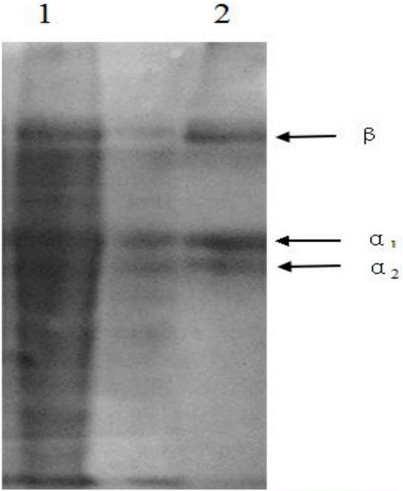 Medical collagen dressing, and preparation method and applications thereof