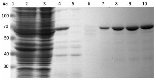 Antibody chaperones that inhibit tau protein aggregation