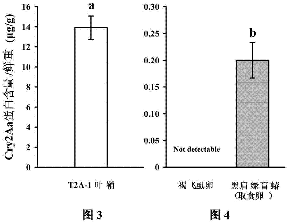 Safety evaluation method of transgene insect-resistant rice on predative natural enemy cyrtorhinus lividipennis