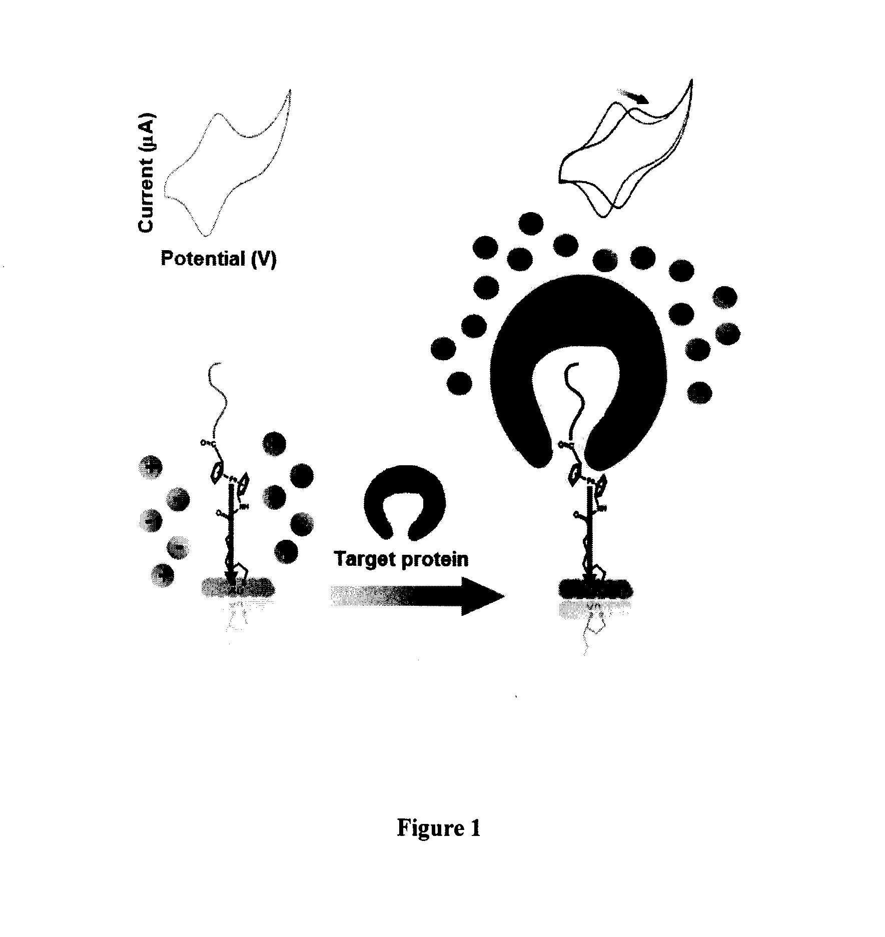 Electrochemical method and apparatus of identifying the presence of a target