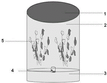Dendrobium nobile cut-flower pretreating solution formula and vase arrangement liquid formula