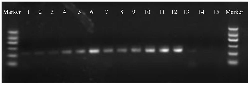 A method for analyzing plant endophytic bacterial flora with primers in the v5v6 region