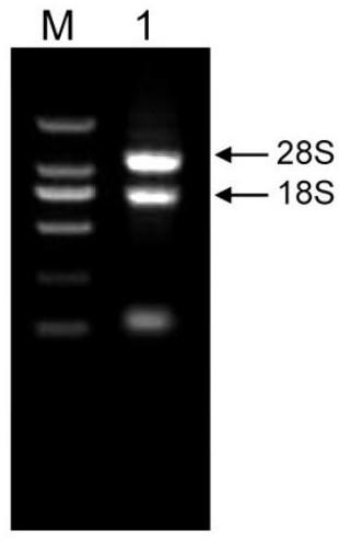 Phyllostachys heterocycle PeVQ28 protein and coding gene and application thereof