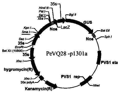 Phyllostachys heterocycle PeVQ28 protein and coding gene and application thereof