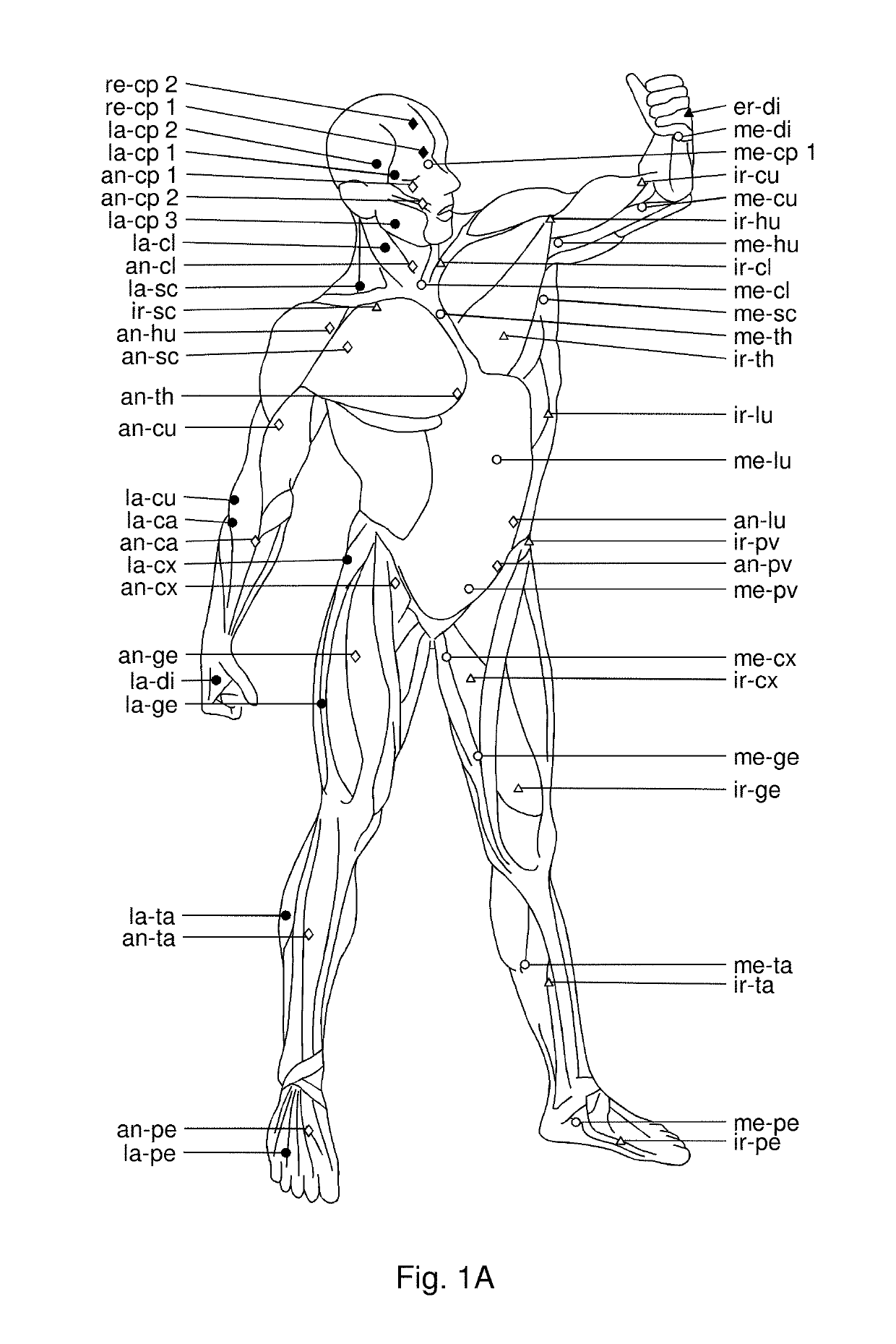 Use of hyaluronidase for treatment of muscle stiffness