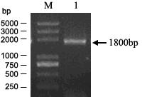Pepper CaCOI1.2 gene, recombinant expression vector and application thereof