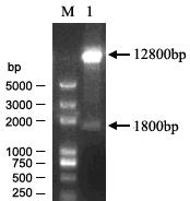 Pepper CaCOI1.2 gene, recombinant expression vector and application thereof