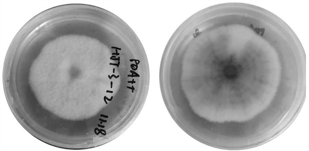 The endophytic fungus strain hubu0122 of Dirt grass and its application