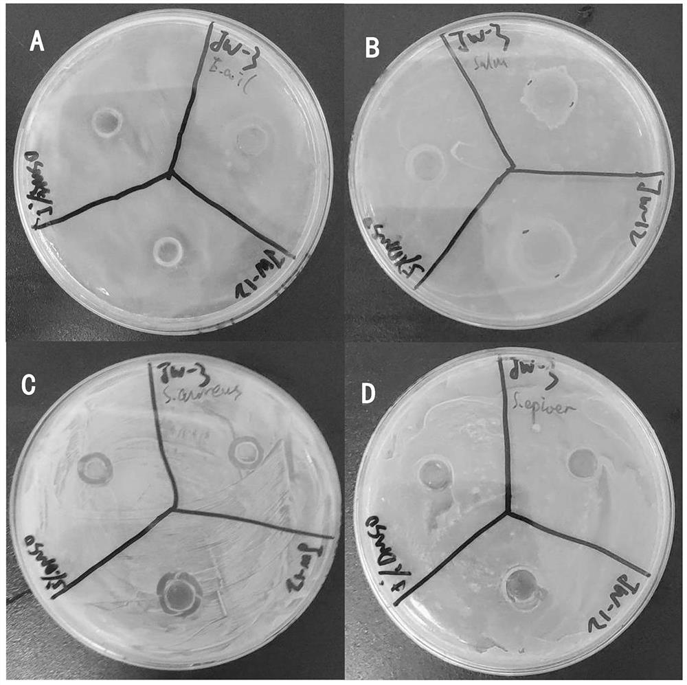 The endophytic fungus strain hubu0122 of Dirt grass and its application